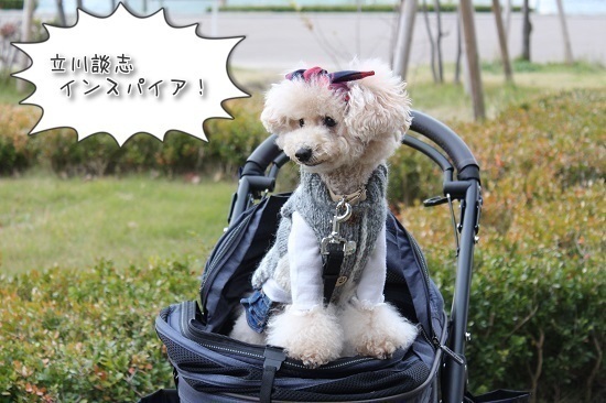 犬用ターバン